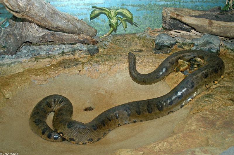 Green Anaconda (Eunectes murinus)1559.jpg