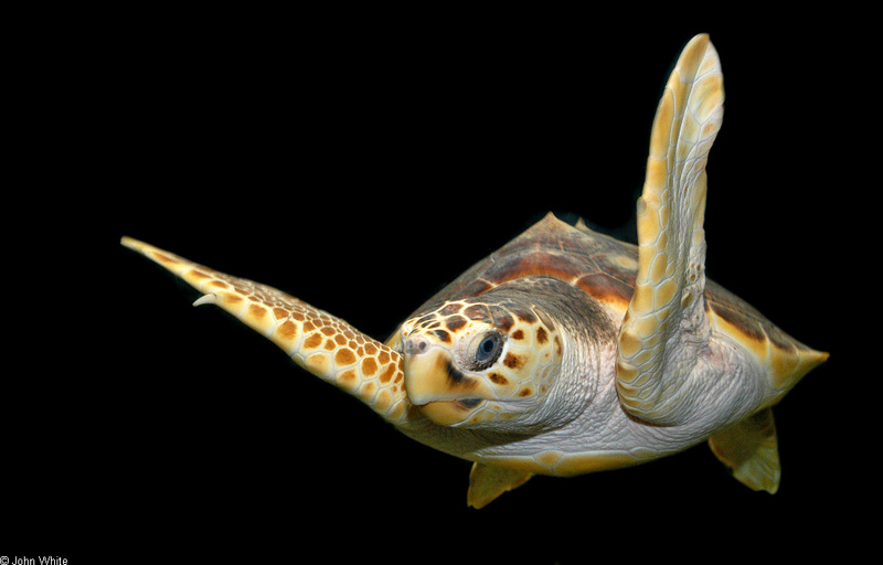 Loggerhead Sea Turtle (Caretta caretta caretta)1560.jpg