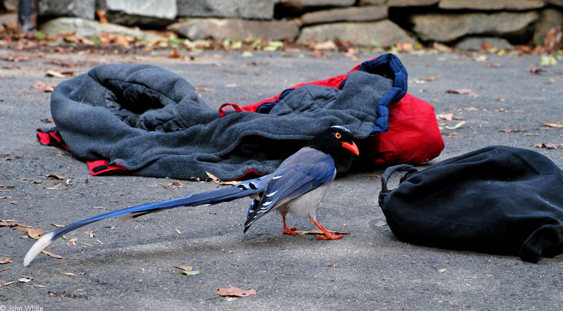 Red-billed Blue Magpie (Urocissa erythrorhyncha)1569.jpg