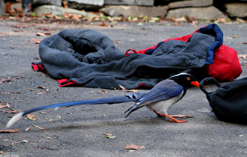 Red-billed Blue Magpie (Urocissa erythrorhyncha)1572.jpg