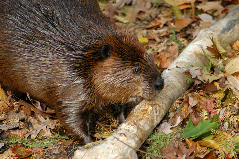 Beaver (Castor canadensis)1700.jpg