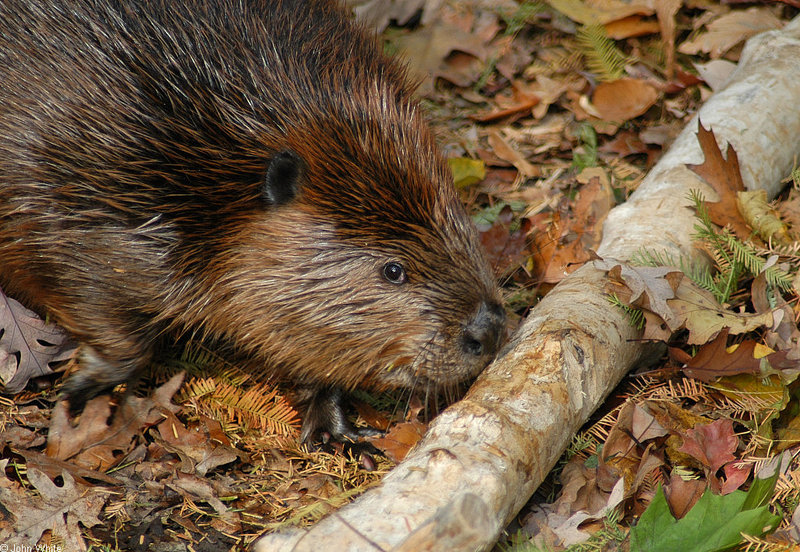 Beaver (Castor canadensis)1702.jpg
