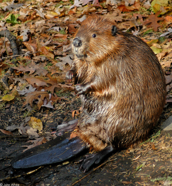 Beaver (Castor canadensis)1703.jpg