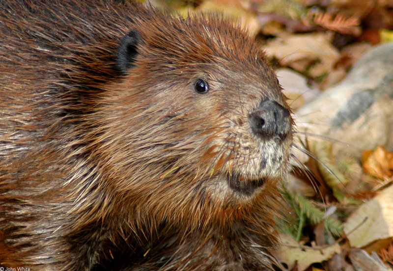 Beaver (Castor canadensis)1704.jpg