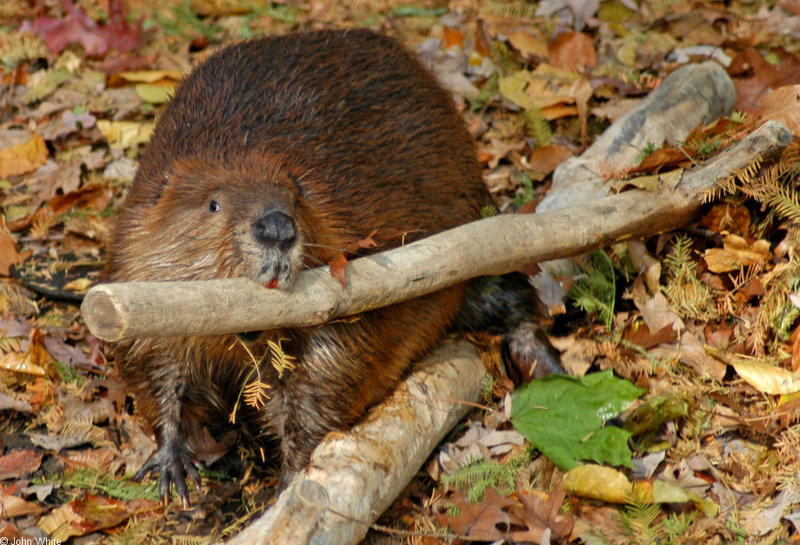 Beaver (Castor canadensis)1705.jpg