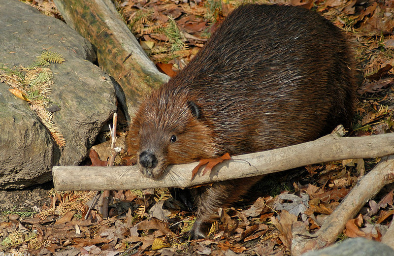 Beaver (Castor canadensis)1706.jpg