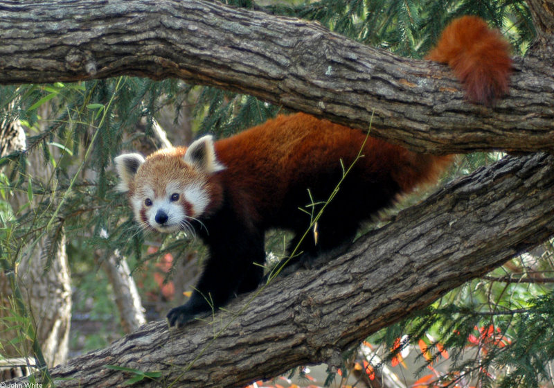 Red Panda (Ailurus fulgens)1707.jpg
