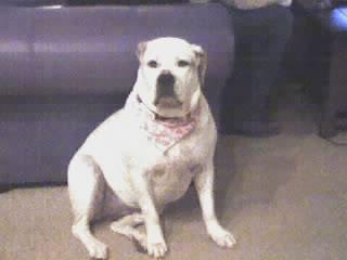 dog1.bmp