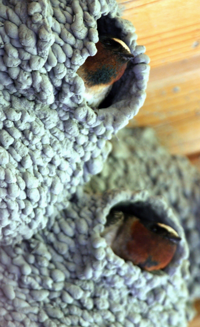 Cliff Swallows in Nests.jpg