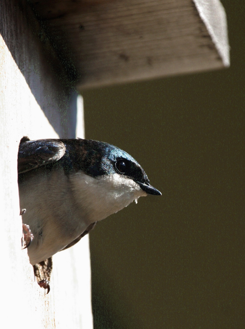 Tree Swallow Profile in Nest Box.jpg