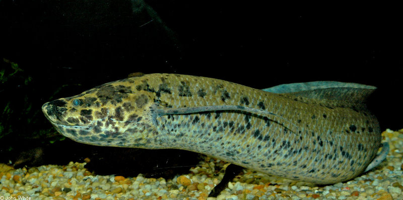 African Lungfish (Protopterus aethiopicus)1549.jpg