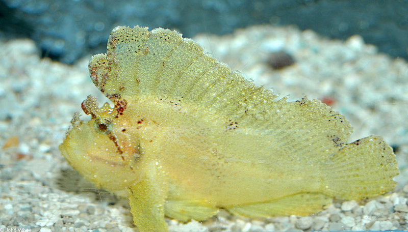 Leaf Scorpionfish (Taenianotus triacanthus).jpg
