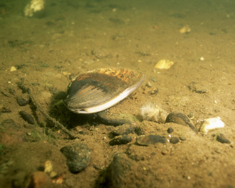 Freshwater Mussel.jpg
