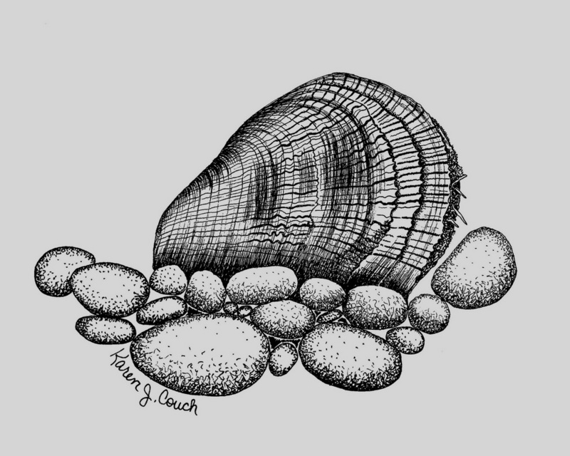 Oyster Mussel.jpg