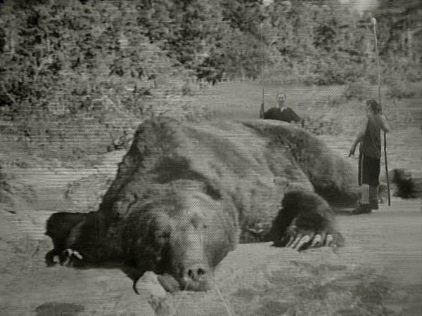 Kodiak Bear.jpg