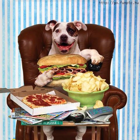 Doggie Lunch.jpg