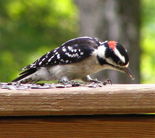 Downy Woodpecker 214.jpg