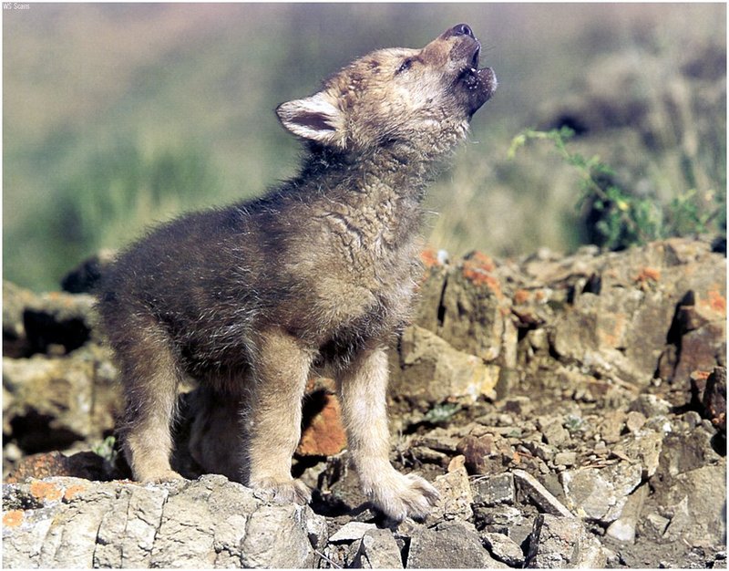 baby wolf howling.jpg