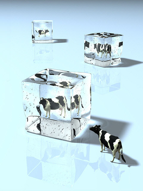 Cow Cubes.jpg