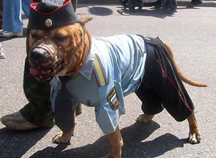 policedog.jpg