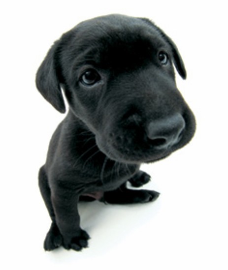 Black Labrador-vi.jpg