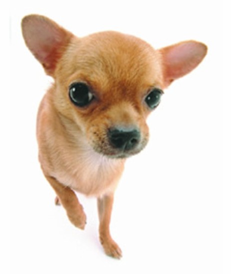 Chihuahua-vi.jpg