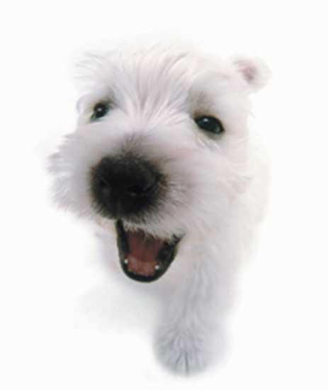 West Highland Terrier 3-vi.jpg