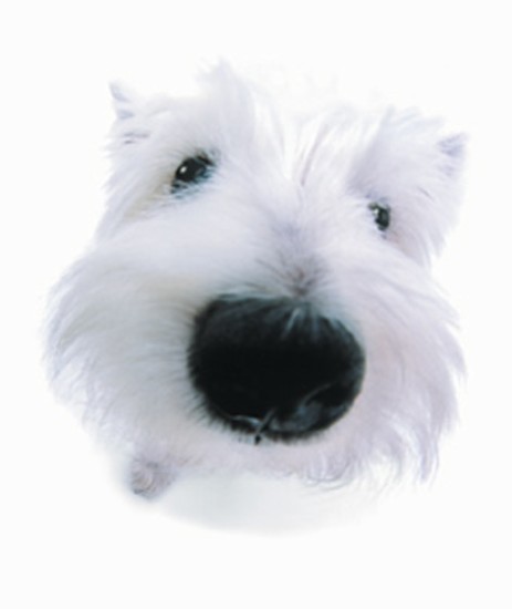 West Highland Terrier-vi.jpg