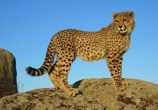 Cheetah4.jpg