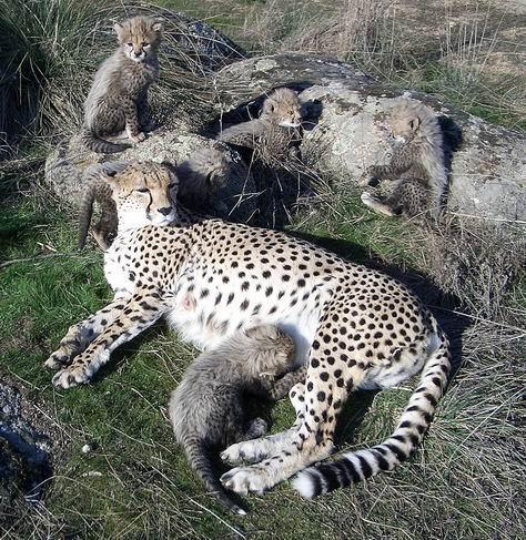 Cheetah8.jpg