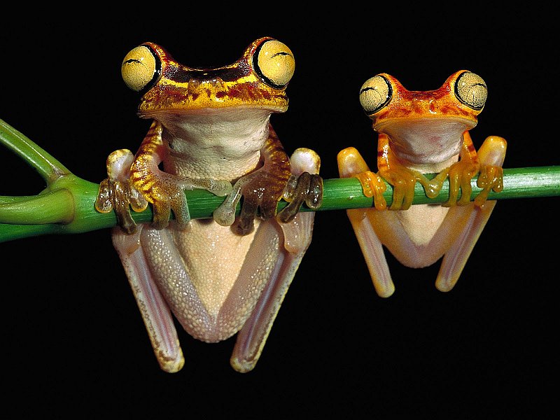 Chachi Tree Frogs.jpg