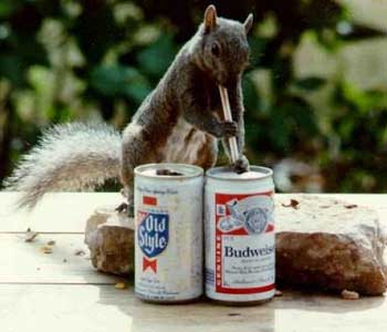 drunk squirrel.jpg
