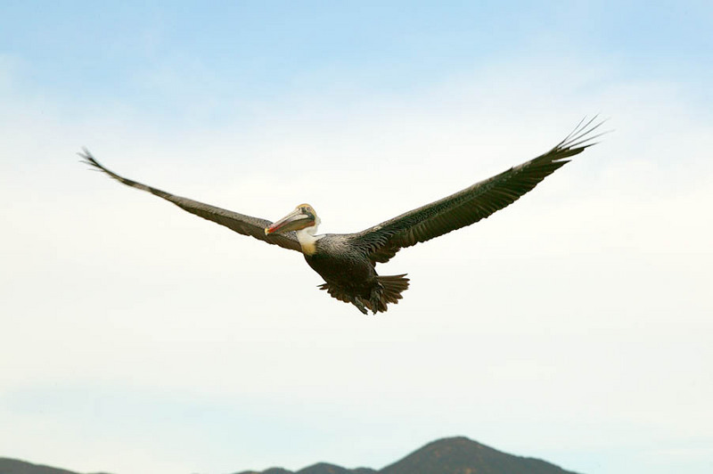 flying-pelican.jpg