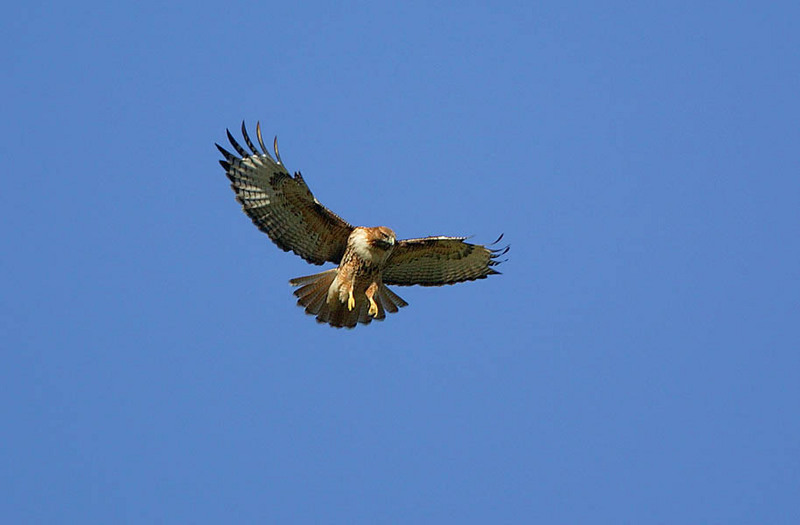 red-tailed-hawk-hovering.jpg