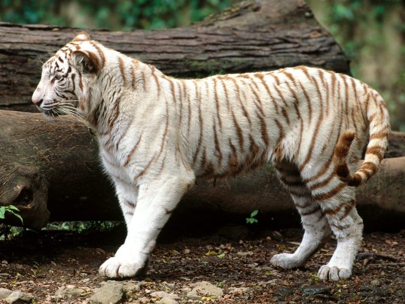 White Bengal Tiger.jpg