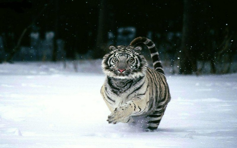 charging tiger.jpg