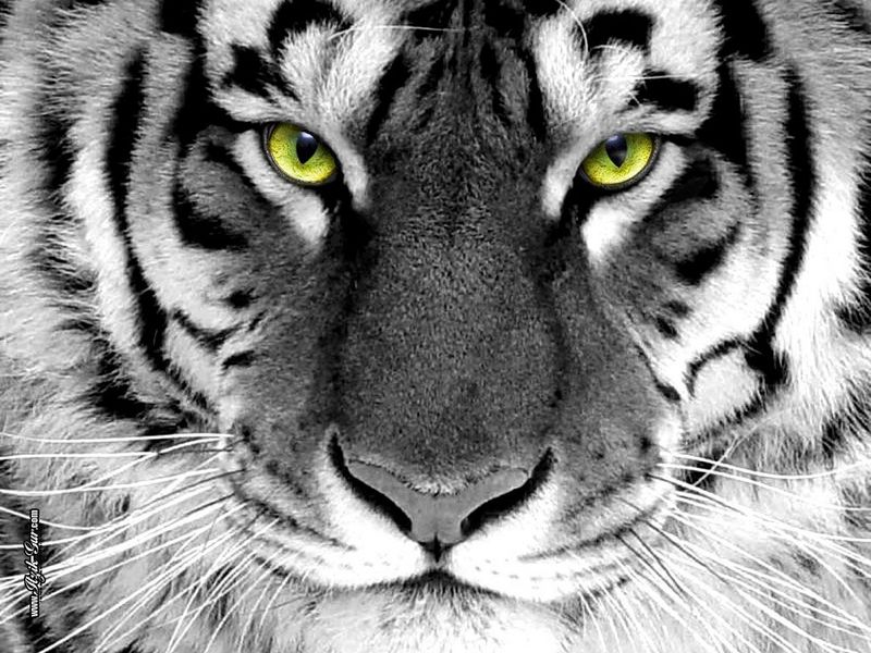 tiger eyes.jpg