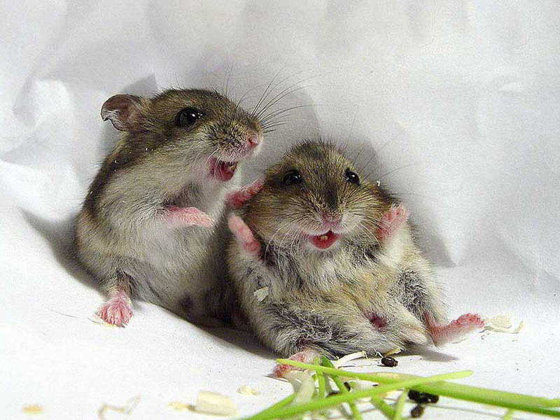Happy Mice.jpg