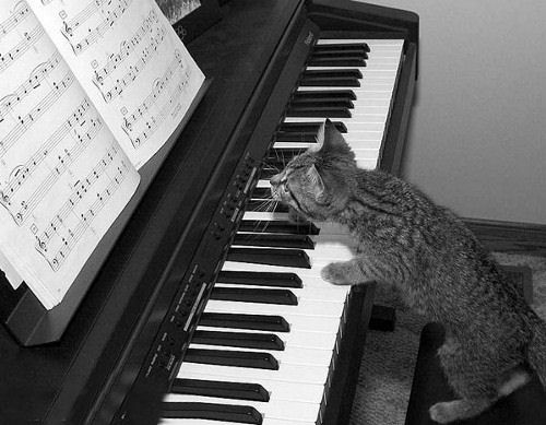 cat playing piano.jpg