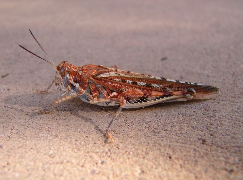 grasshopper 1.jpg