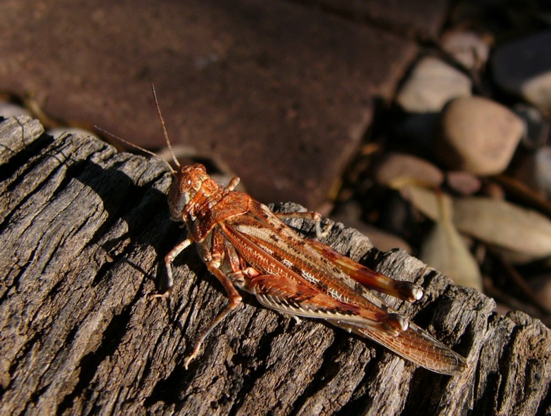 grasshopper 4.jpg