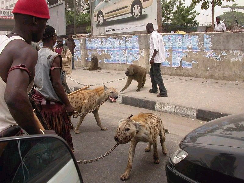 baboon, spooted hyenas, Africa.jpg