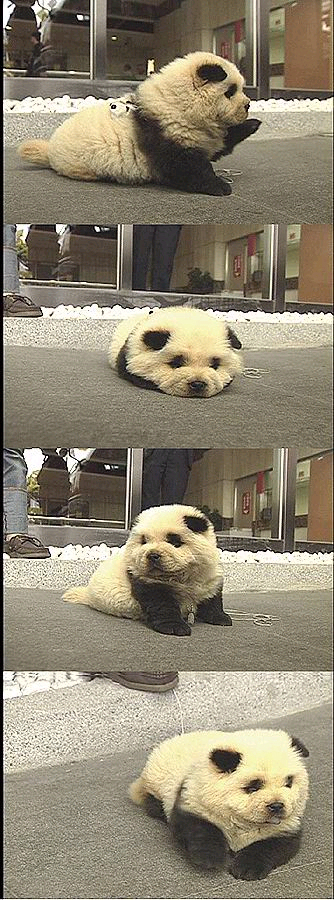 panda dog.jpg