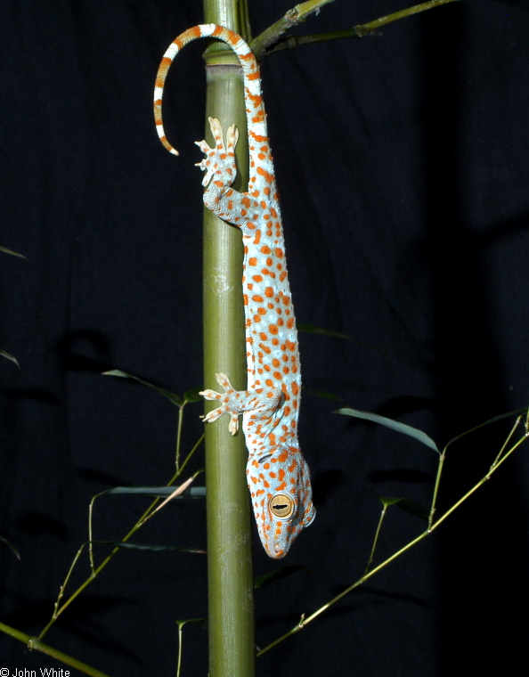 Tokay Gecko (Gekko gecko)100.jpg