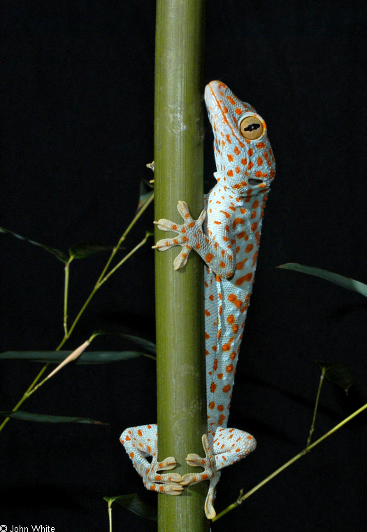 Tokay Gecko (Gekko gecko)102.jpg