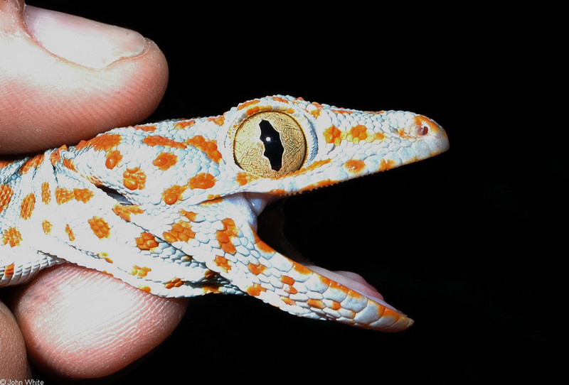 Tokay Gecko (Gekko gecko)103.jpg