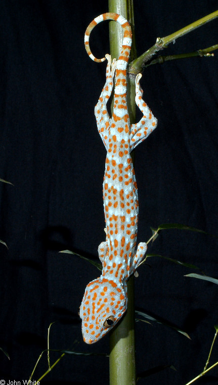 Tokay Gecko (Gekko gecko)104.jpg
