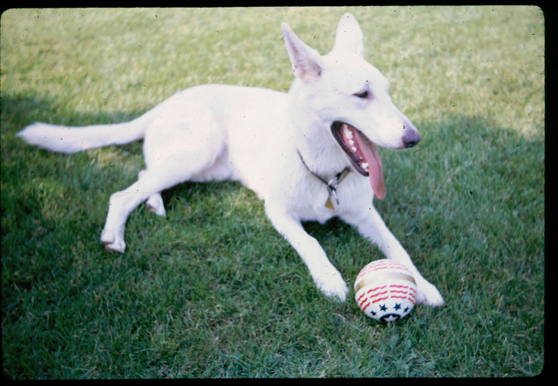 Dutches 006-01.jpg