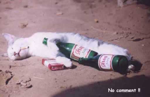 drunken cat.jpg