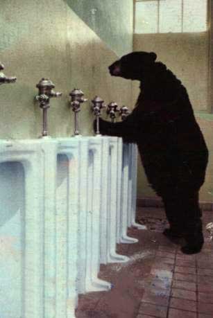 toilet bear.jpg